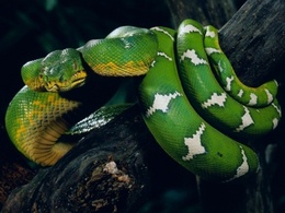 3d обои Зелёная змея  на ветке дерева  1024х768