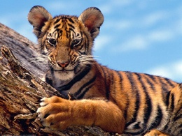 3d обои Тигрёнок на дереве  тигры