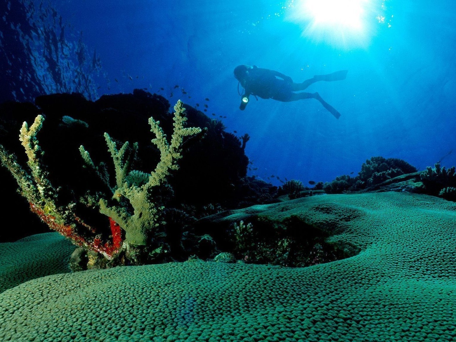 3d обои Аквалангист с фонарём исследует кораллы  подводные # 68496