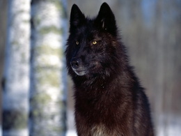3d обои Чёрный волк  волки