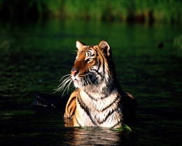 3d обои Тигр в воде  тигры