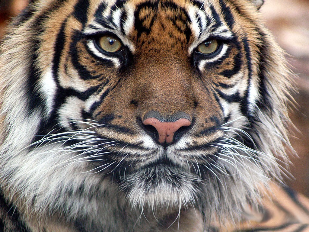 3d обои Тигр крупным планом  тигры # 83325