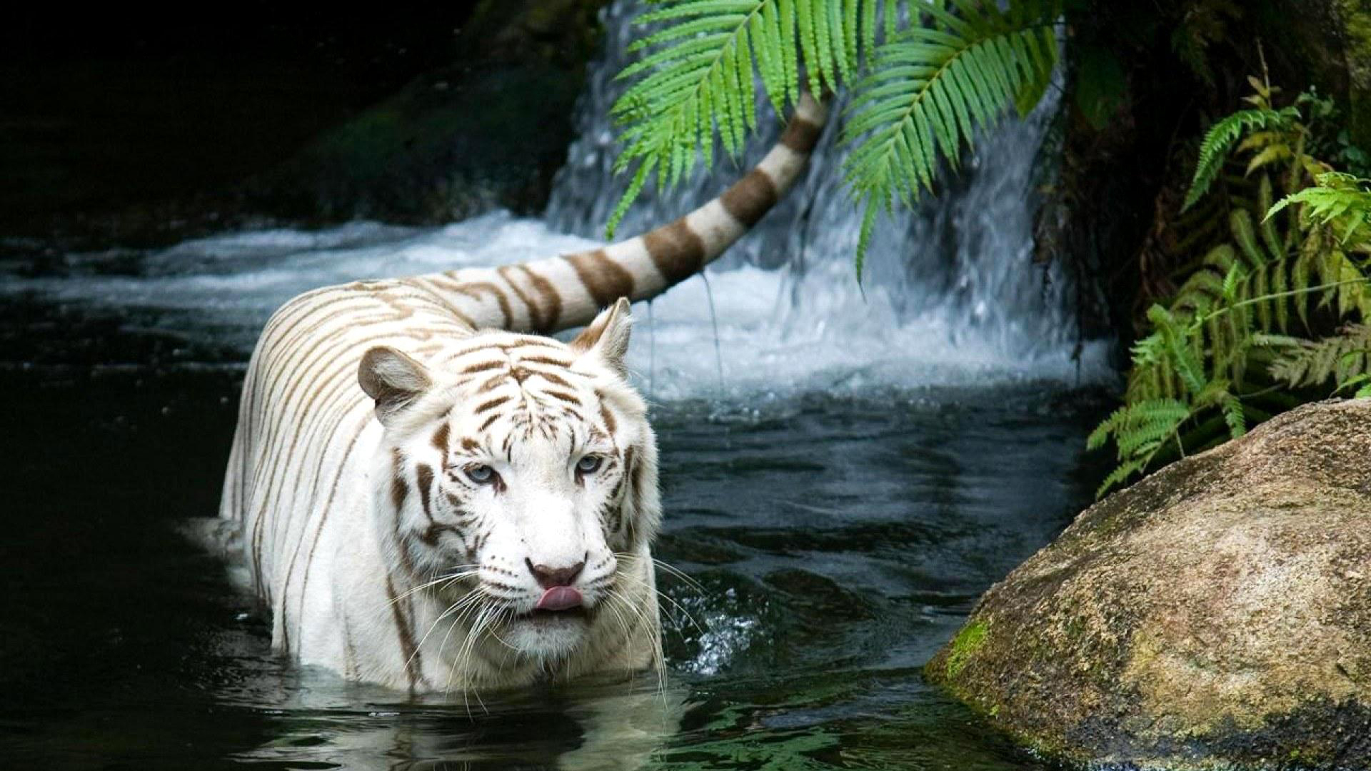 3d обои Белый купается тигр у водопада  тигры # 83324