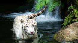 3d обои Белый купается тигр у водопада  тигры