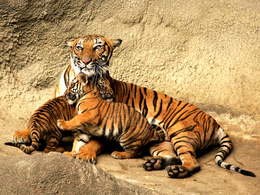 3d обои Тигрица с тигрятами  тигры