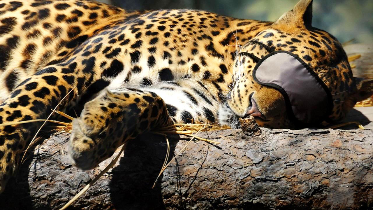 3d обои Леопард одел повязку на глаза, чтобы не мешали спать  1280х720 # 3606