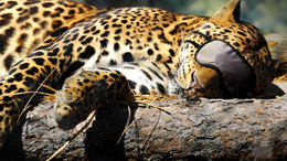 3d обои Леопард одел повязку на глаза, чтобы не мешали спать  1280х720