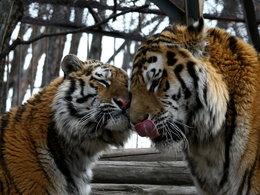 3d обои Один тигр ластится к другому  тигры