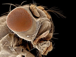 3d обои Крупным планом голова плодовой мухи  насекомые