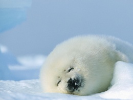 3d обои Гренландский тюлень спит на снегу  милые