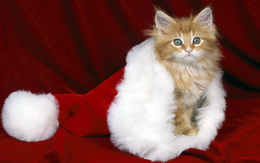 3d обои Забавный котёнок залез в шапку Деда Мороза  новый год