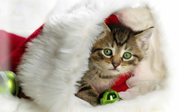 3d обои Котёнок в шапке Деда Мороза с ёлочной игрушкой  игрушки