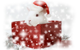 3d обои Новогодний подарок-кролик  ретушь