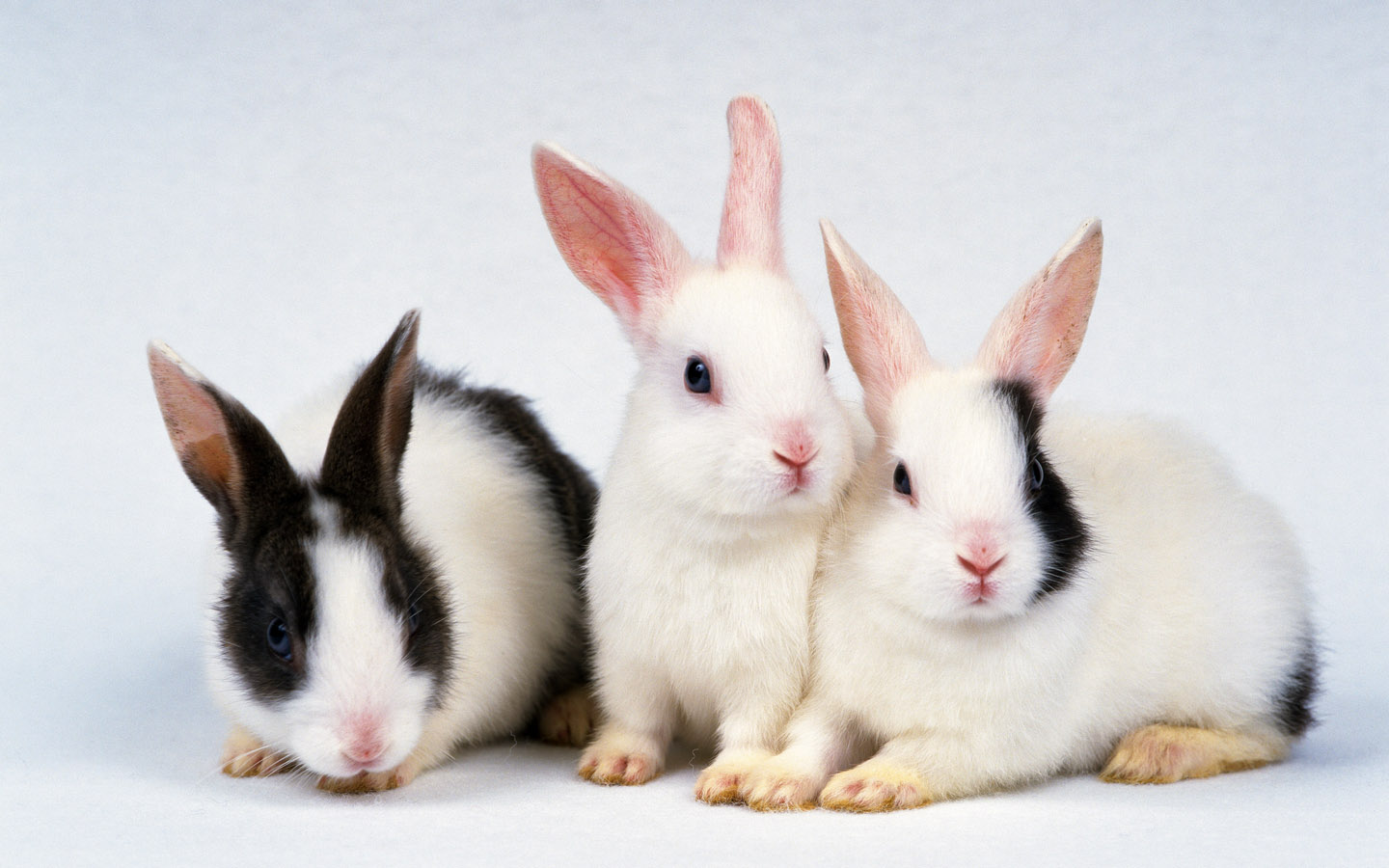 3d обои Милые кролики  кролики # 49103