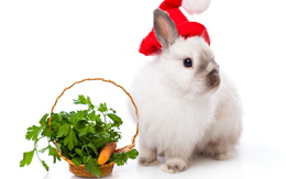 3d обои Новогодний кролик с корзинкой еды  кролики