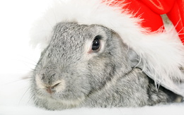 3d обои Пепельный кролик в шапке  новый год