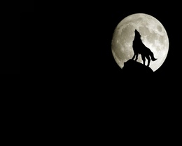 3d обои Волк воет на луну  волки
