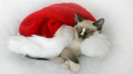 3d обои Кошка спит в новогодней шапке  новый год
