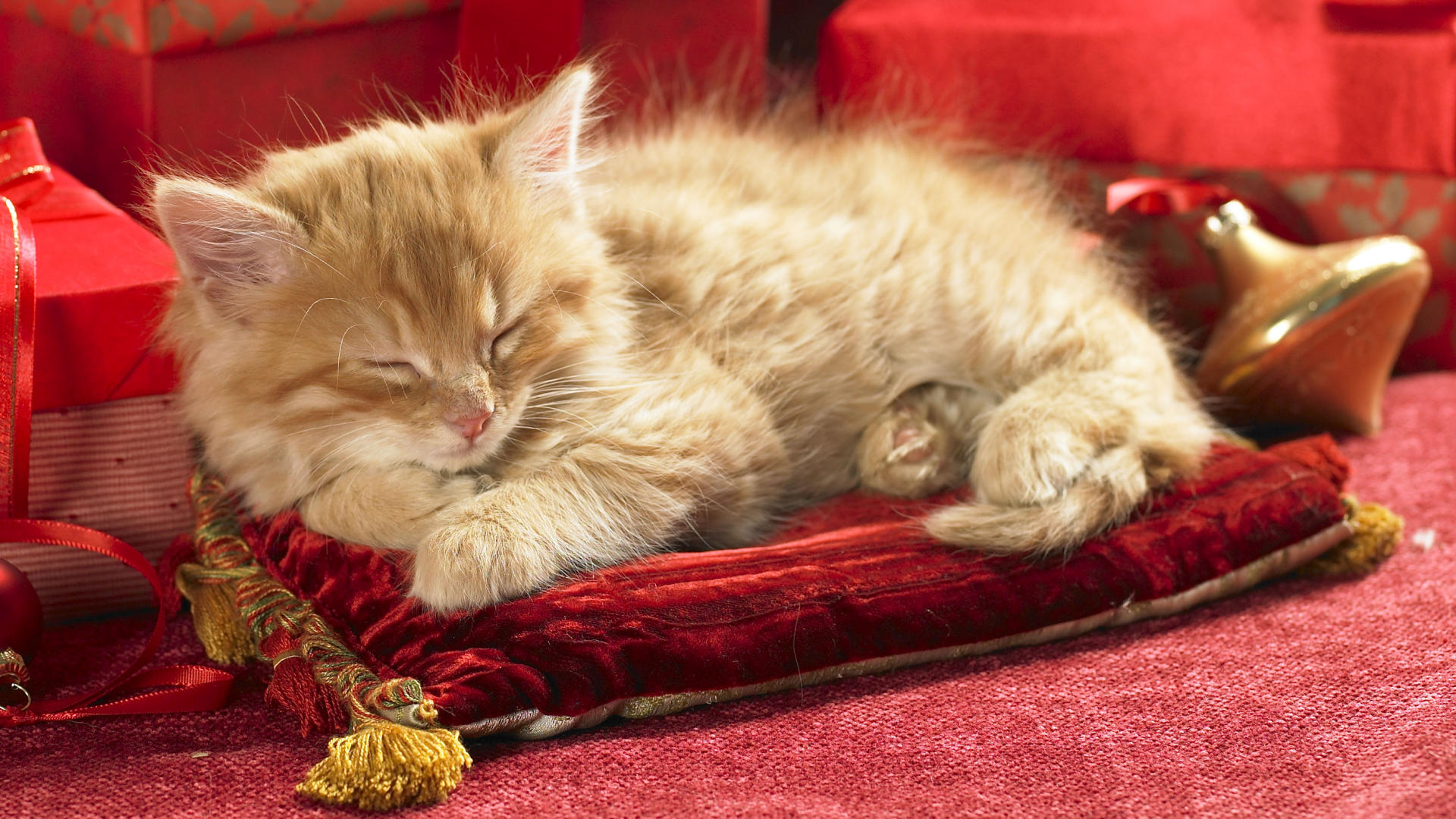 3d обои Кошка спит на красной бархатной подушке и новогодние игрушки  игрушки # 41559