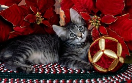 3d обои Кот рядом с цветами Рождественской звезды и прочими атрибутами  приближающего Рождества  новый год
