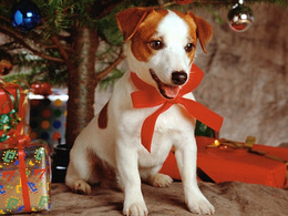 3d обои Новогодний щенок с красным бантом на шее. Подарки  1024х768