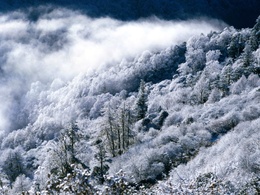 3d обои Зимний лес вид сверху, ощущение мягкости и мохнатости  дым