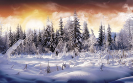 3d обои Яркий снежный лес под солнцем и оранжево-желтым небом  зима