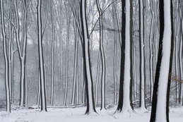 3d обои Деревья покрылись снегом... как-то очень странно на мой взгляд  зима