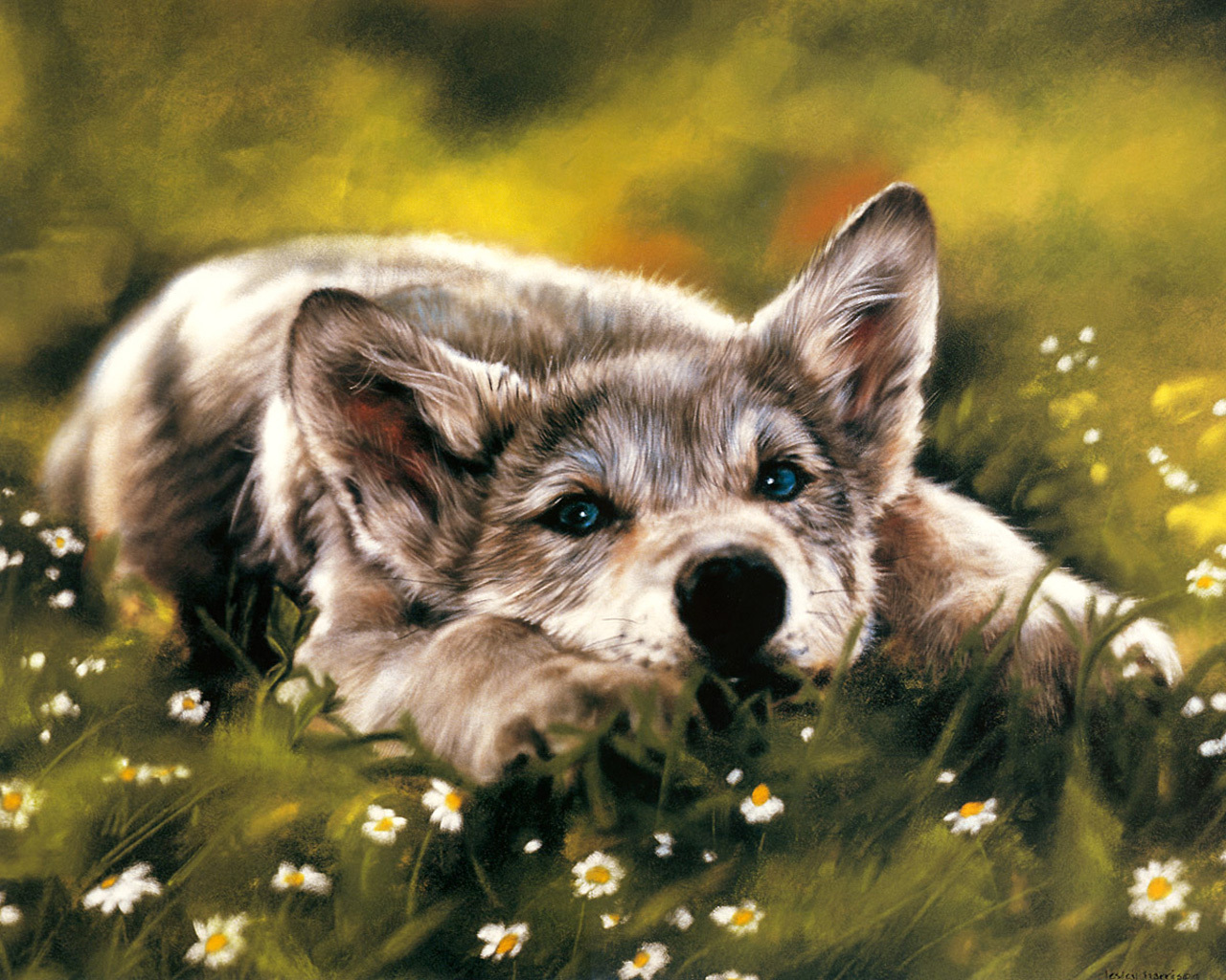 3d обои Волчонок лежит на траве  волки # 23605