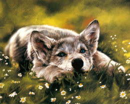 3d обои Волчонок лежит на траве  волки