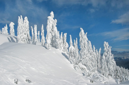 3d обои Ёлки всплошную покрыты снегом  зима