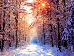 3d обои Слепящее яркое зимнее солнце в лесу  зима