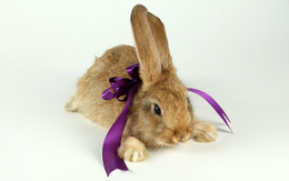 3d обои Кролик-символ 2011 года с бантиком на шее  кролики