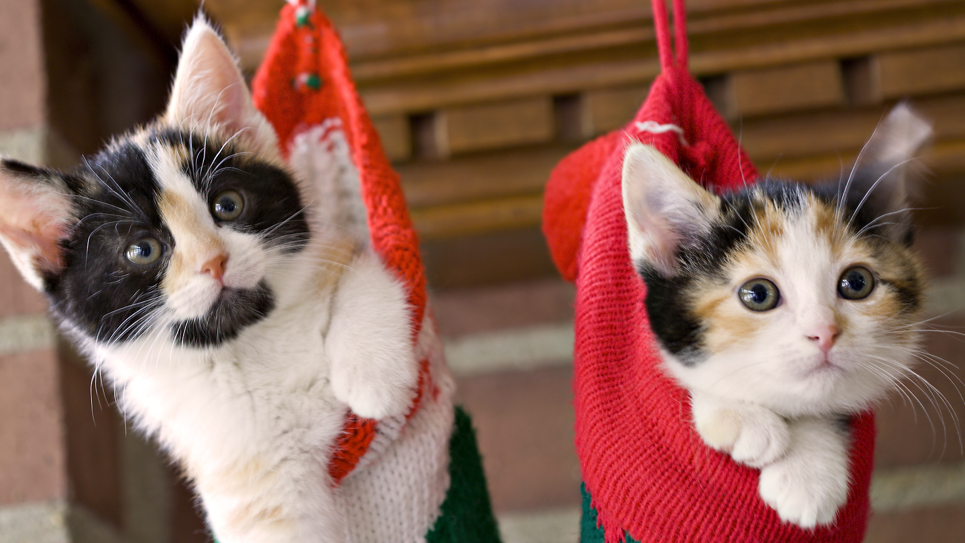 3d обои Два котёнка висят в носках для новогодних подарков у камина  новый год # 65618