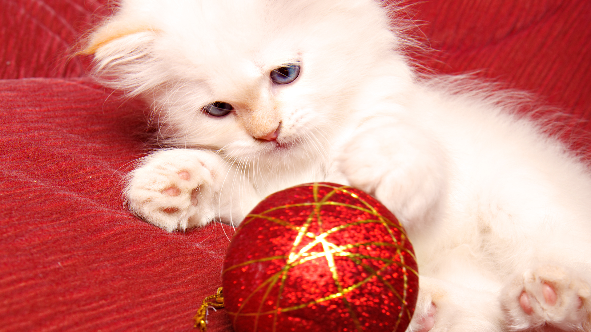 3d обои Белый пушистый котёнок играет с новогодней ёлочной игрушкой  игрушки # 41539
