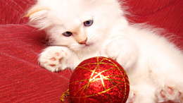 3d обои Белый пушистый котёнок играет с новогодней ёлочной игрушкой  игрушки