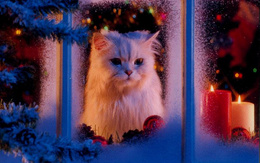 3d обои Кот смотрит через прихваченное морозом стекло на улицу, за ним в комнате виднеется красиво наряженная ёлка и горят свечки.  новый год