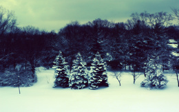 3d обои Три пушистые снежные ёлочки одного размера в лесу  зима