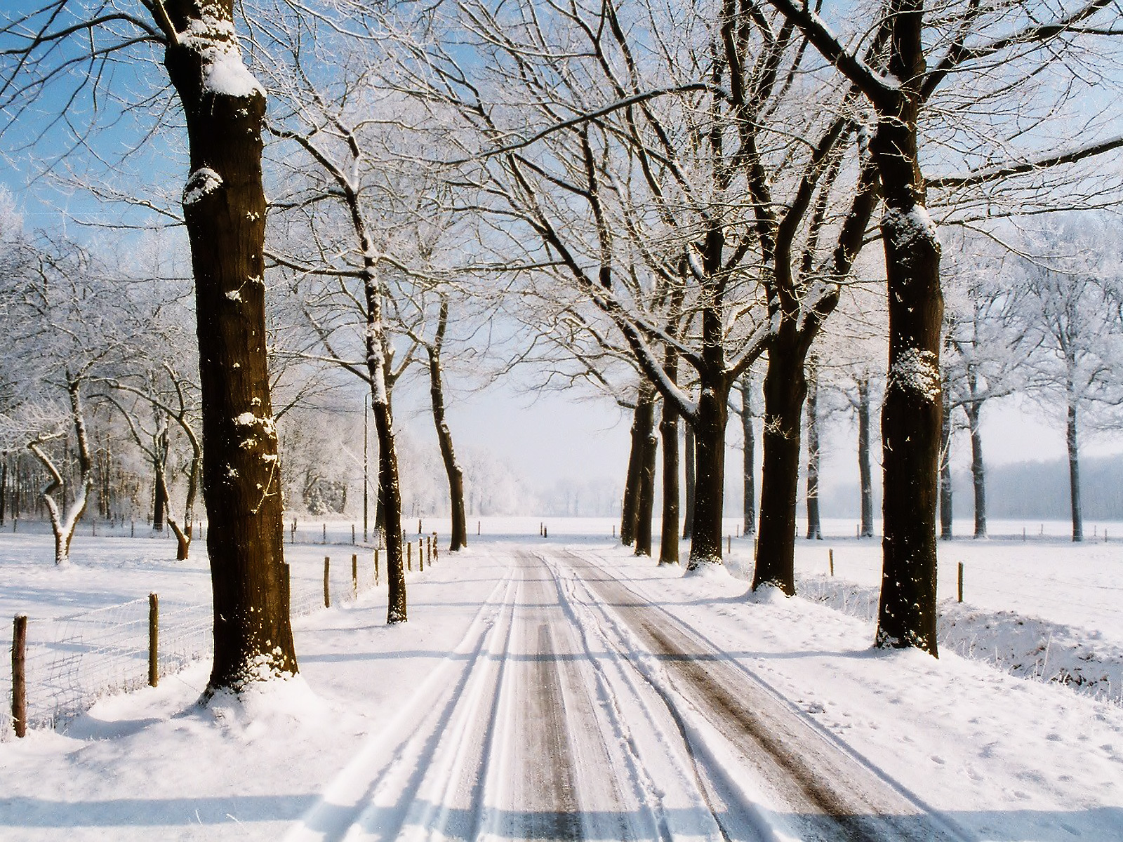 3d обои Заснеженная дорога между деревьев  зима # 41012