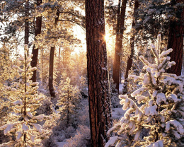 3d обои Оранжевый закат в заснеженном лесу  зима