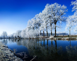 3d обои Деревья вдоль реки покрыты снегом  зима