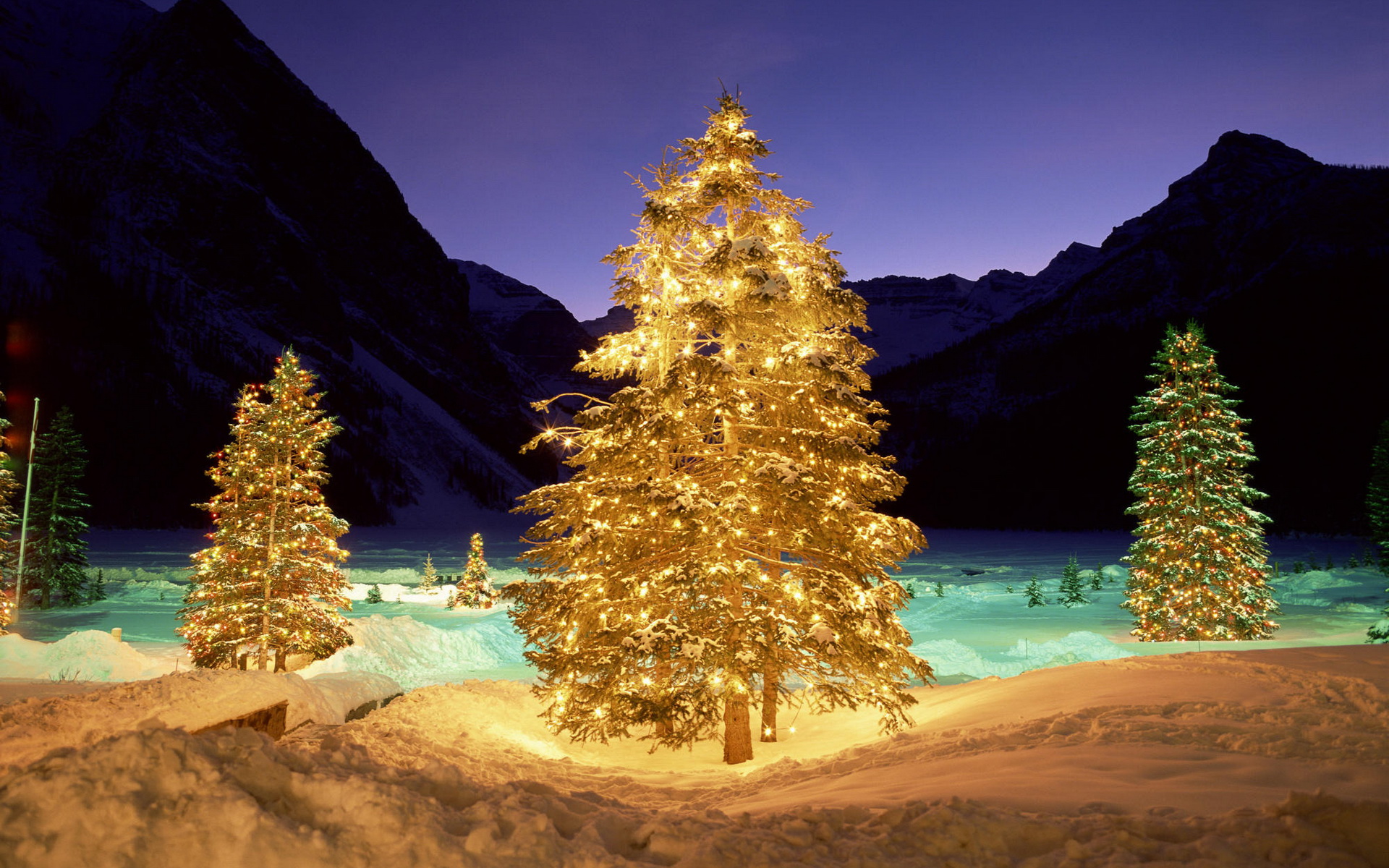 3d обои Ёлочки ярко освещают ночной лес сиянием гирлянд, праздник приближается!  зима # 40993