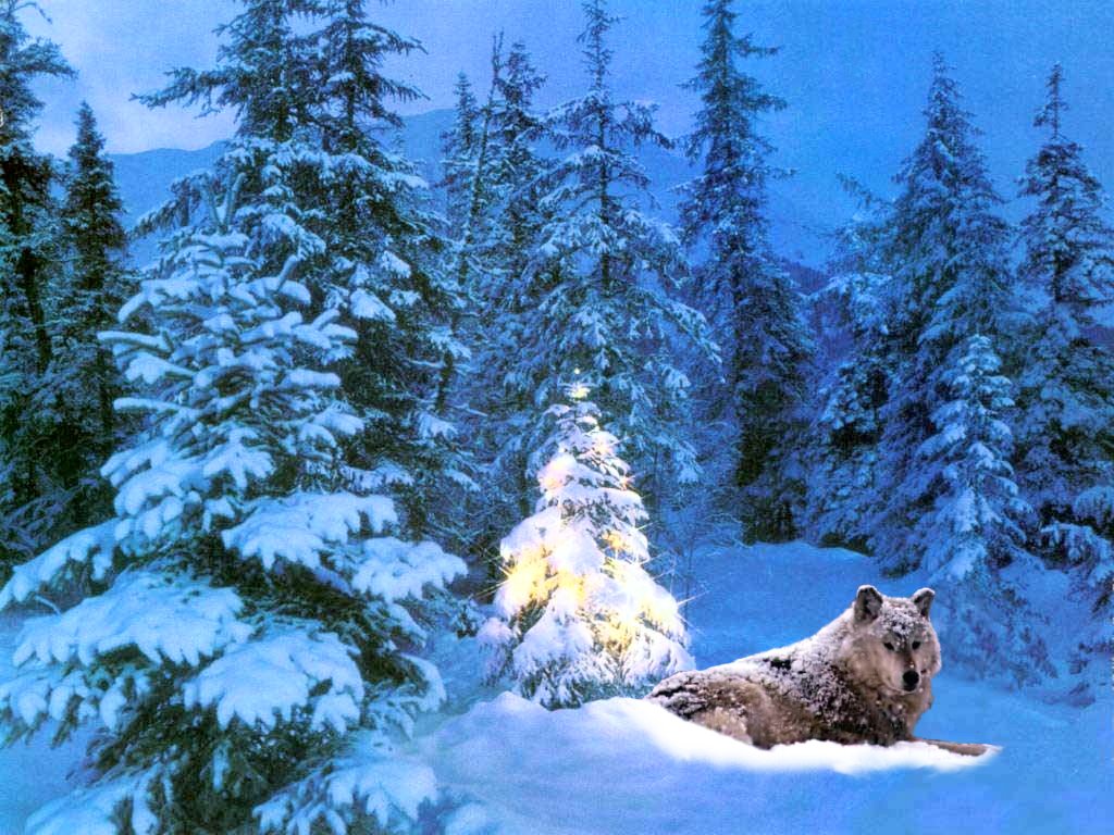 3d обои Волк отмечает Новый Год  зима # 40988