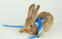 3d обои Кролик с голубым бантом  кролики