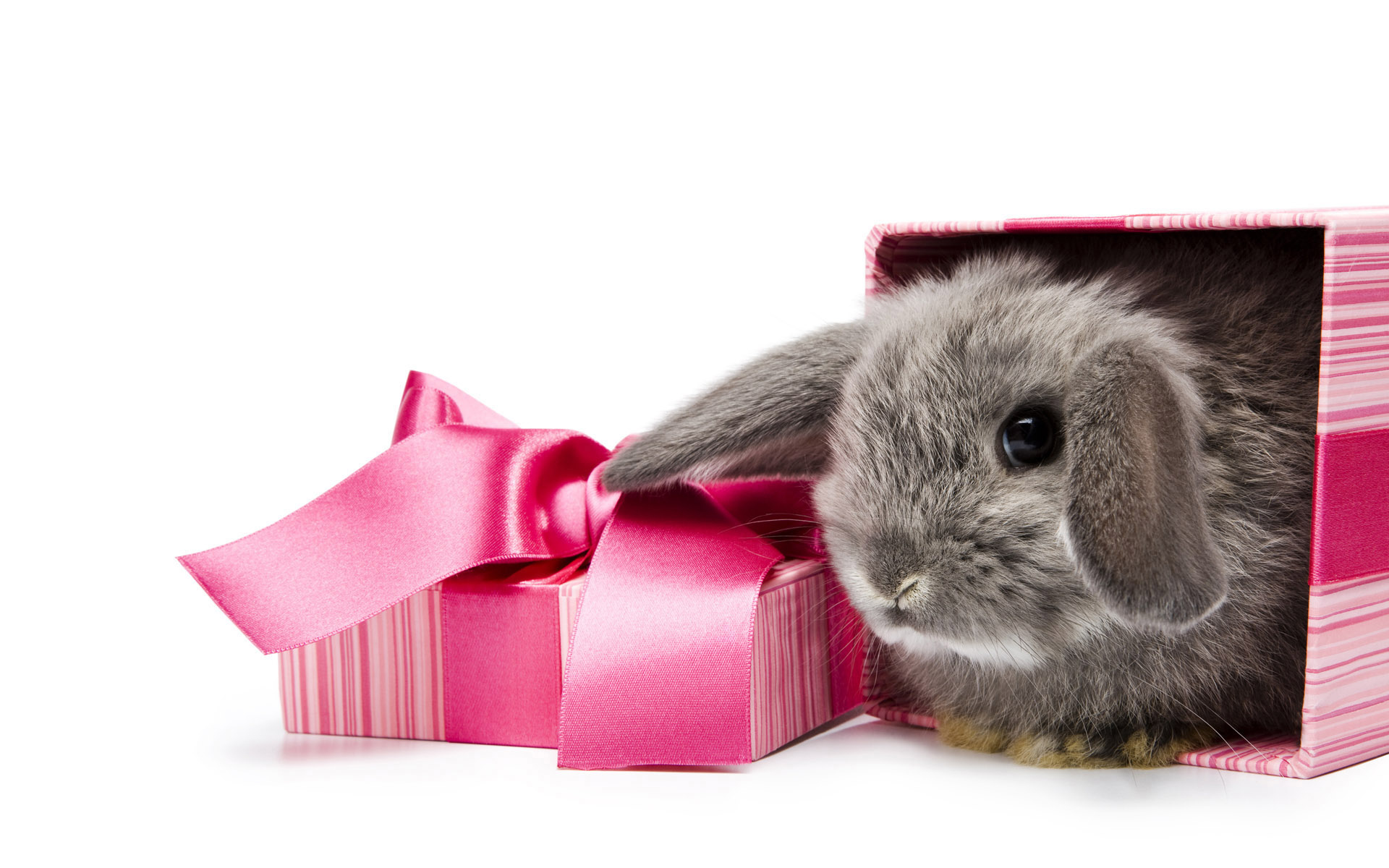 3d обои Кролик вылазит из подарочной упаковки  новый год # 65487