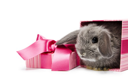 3d обои Кролик вылазит из подарочной упаковки  новый год