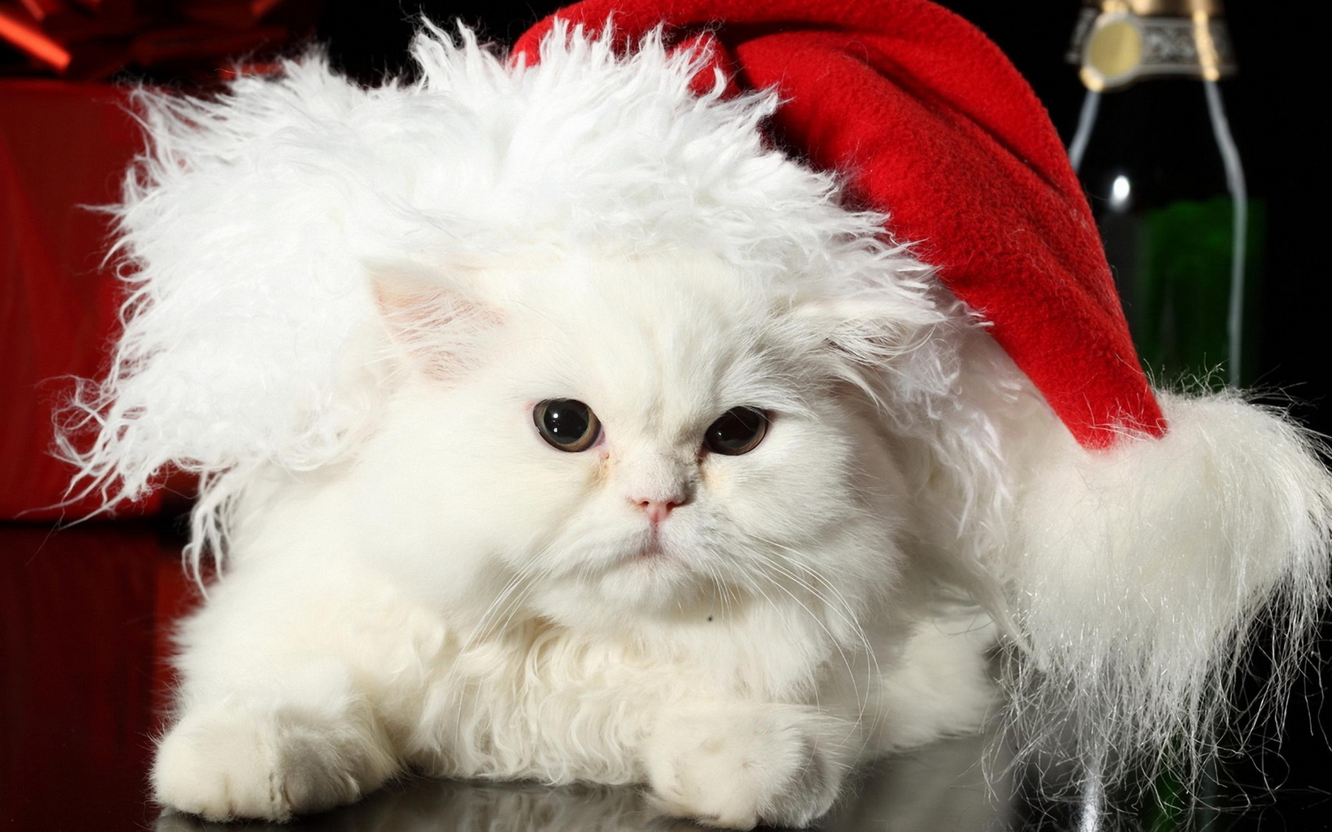 3d обои Белый кот в новогодней шапке  новый год # 65484