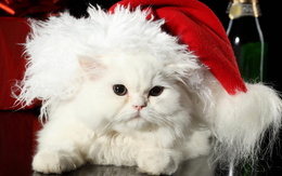 3d обои Белый кот в новогодней шапке  новый год