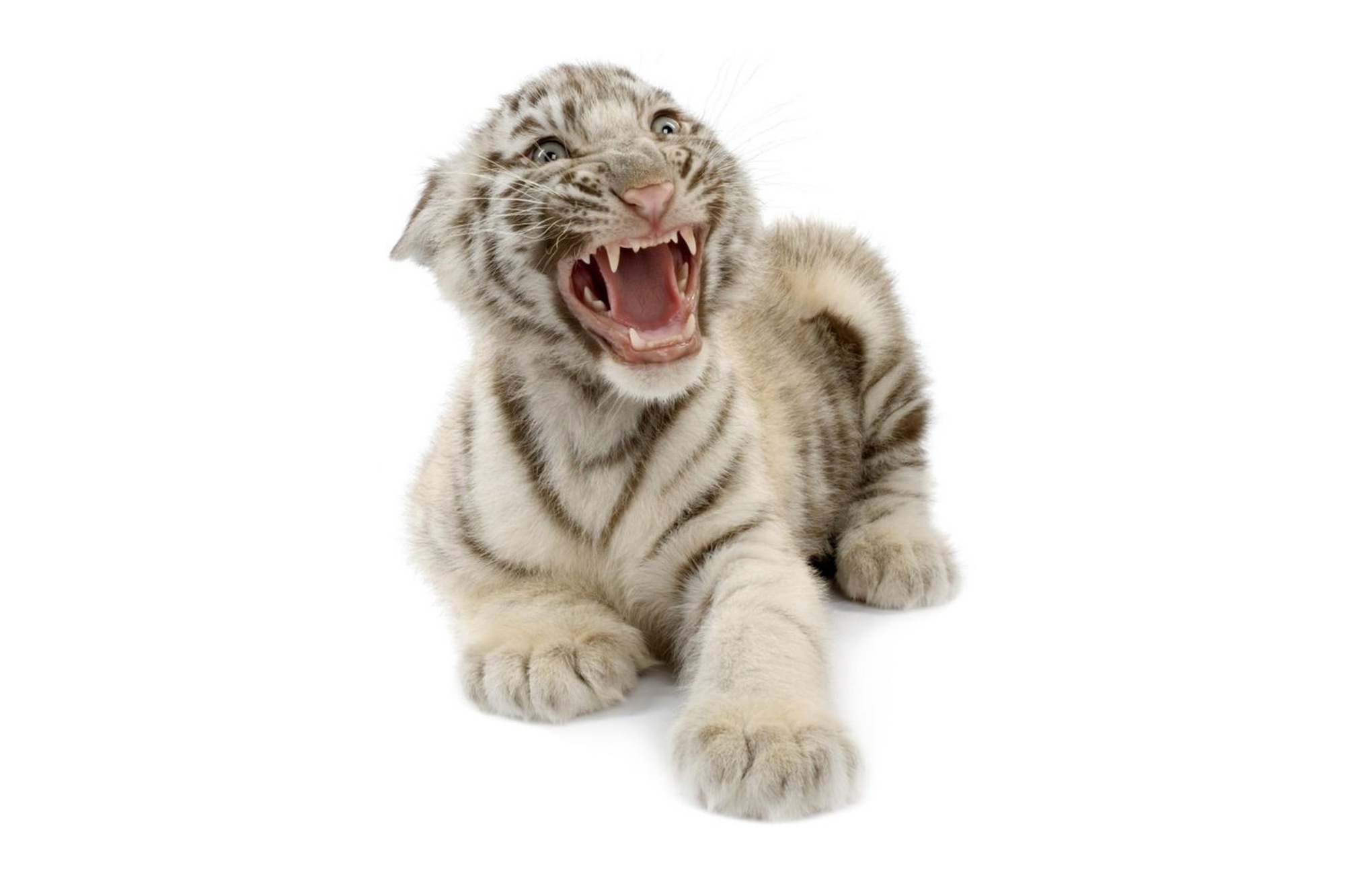 3d обои Тигрёнок (белый бенгальский тигр)  тигры # 83318