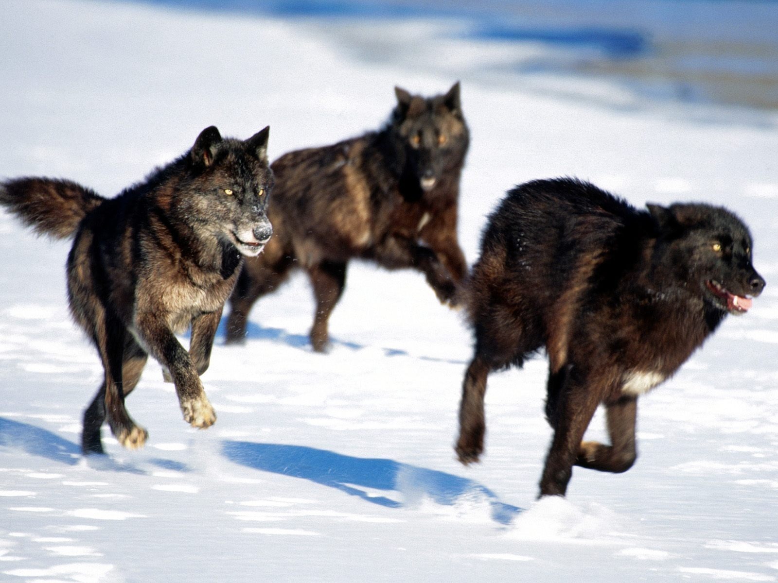 3d обои Волчья стая  волки # 23601
